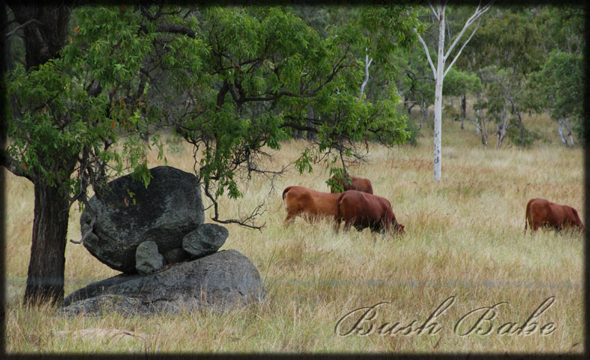 [paddock_0214+e.jpg]