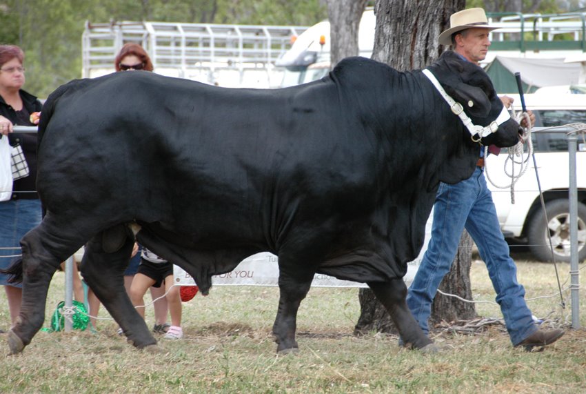 [showcattle_0025+e.jpg]