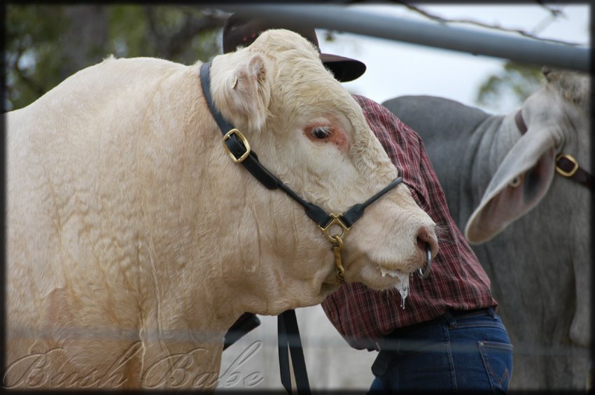 [showcattle_0018+e.jpg]