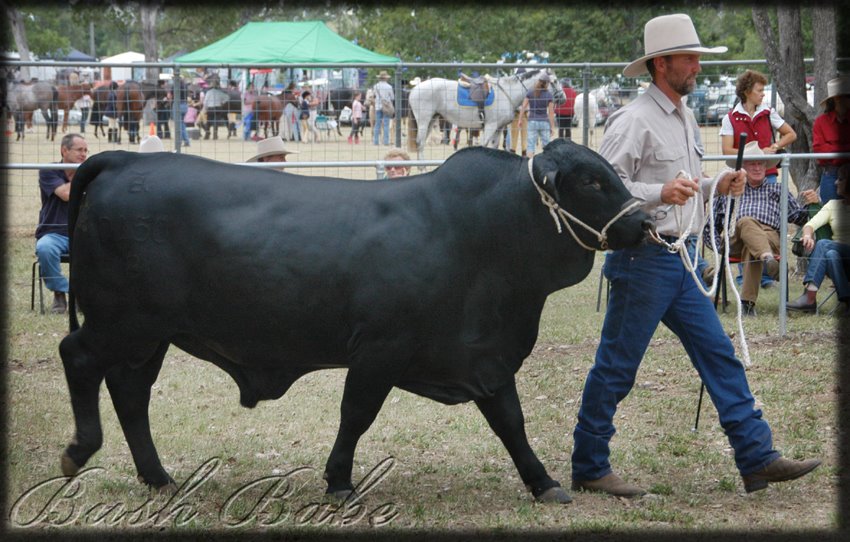 [showcattle_0005+e.jpg]