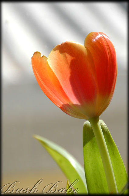 [tulips_0023.jpg]