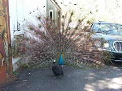 PEACOCK AND GINNIE