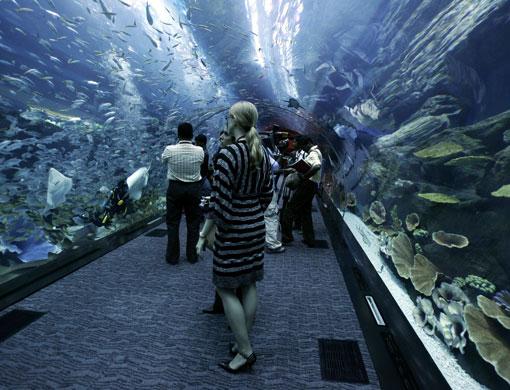 Dubai+mall+aquarium+pictures
