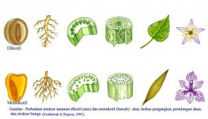 Contoh+tumbuhan+dikotil