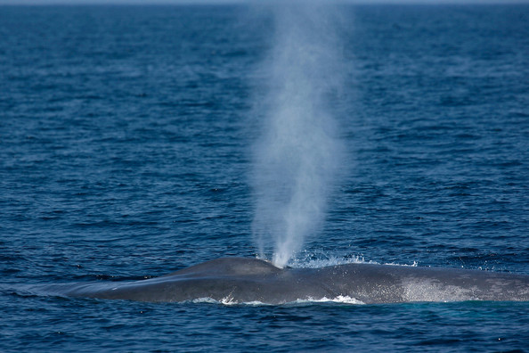 Endangered Blue Whales Spotted Off California