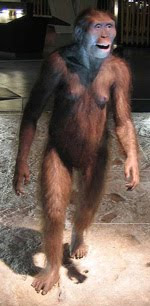 Australopithecus afarensis