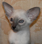 Our first Siamese cat (born 19.10.2008)