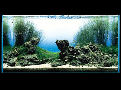 Доклад: Голландский аквариум