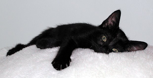 [black-cat.jpg]