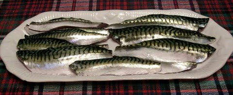 Fresh Mackerel