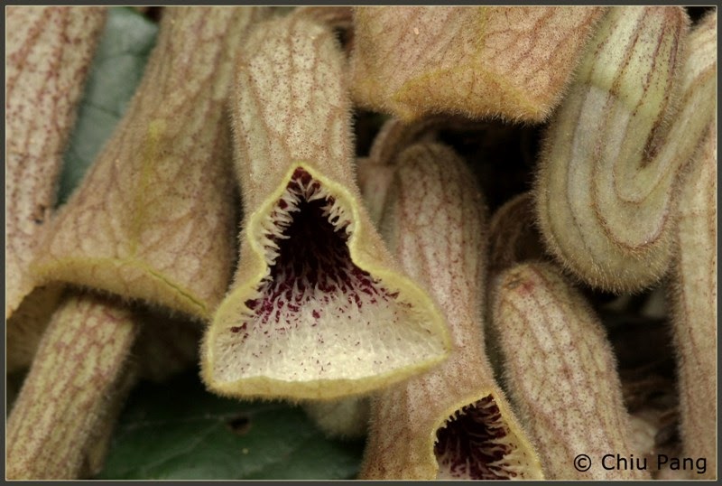 Tình yêu cây cỏ ĐV2 - Page 17 Aristolochia+thwaitesii