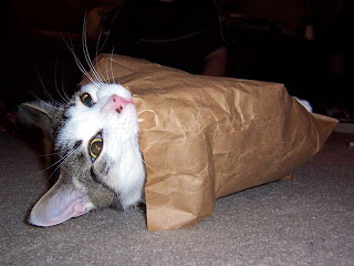cat-in-bag.jpg