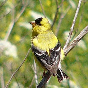 New Jersey Eastern Goldfinch Bird Pictures | State Birds