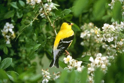 New Jersey Eastern Goldfinch Bird Pictures | State Birds
