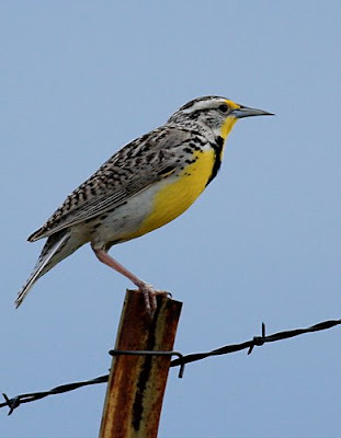 Image of colorful Wyoming Western Meadowlark state bird perched on metal 