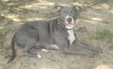 My Blue American Pit Bull