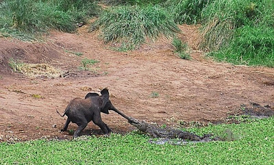 Baby Elephant Attacked By Crocodille Seen On www.coolpicturegallery.us Baby Elephant Attacked By Crocodille Seen On www.coolpicturegallery.us