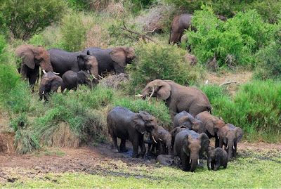 Baby Elephant Attacked By Crocodille Seen On www.coolpicturegallery.us Baby Elephant Attacked By Crocodille Seen On www.coolpicturegallery.us