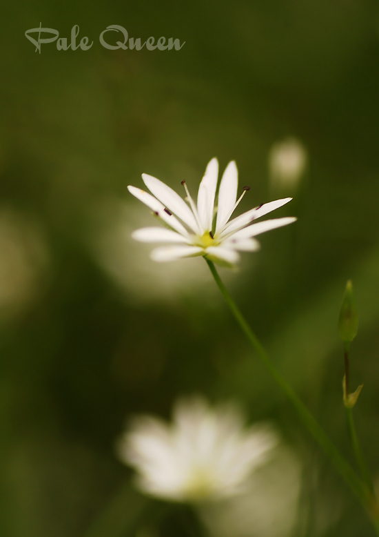 .: Liten vit blomma