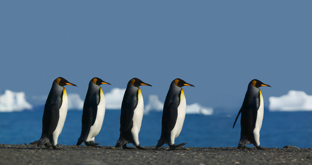 [pinguins.jpg]