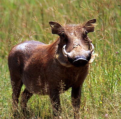 [warty warthog.jpeg]