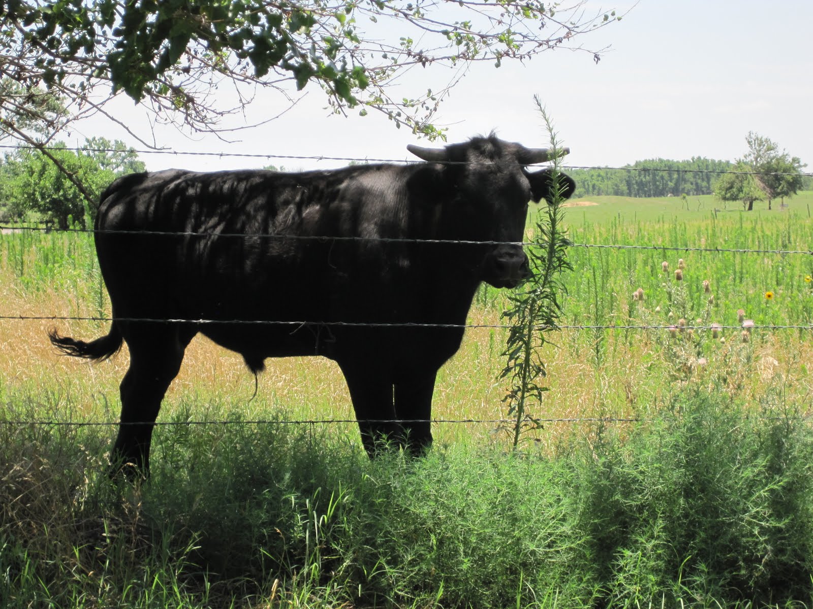 Bremer Bull