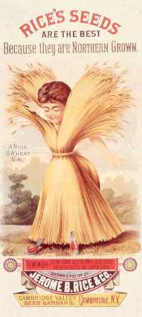 [wheat+lady.JPG]