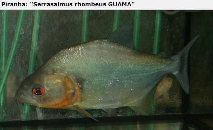 A lot of Piranhas Imagem_piranha18