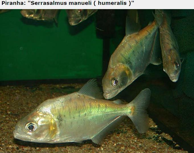 A lot of Piranhas Imagem_piranha16