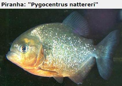 A lot of Piranhas Imagem_piranha5