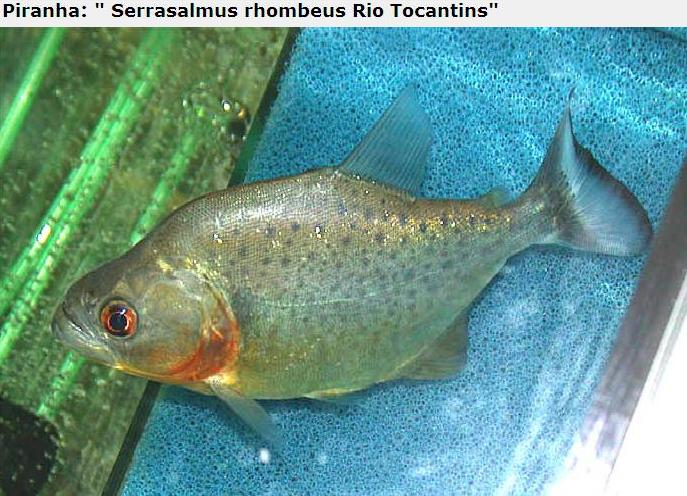 A lot of Piranhas Imagem_piranha25