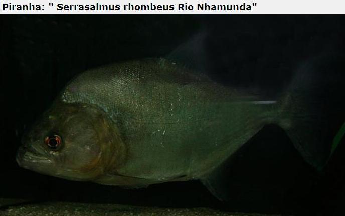 A lot of Piranhas Imagem_piranha23