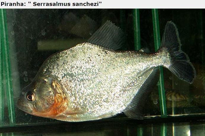 A lot of Piranhas Imagem_piranha26