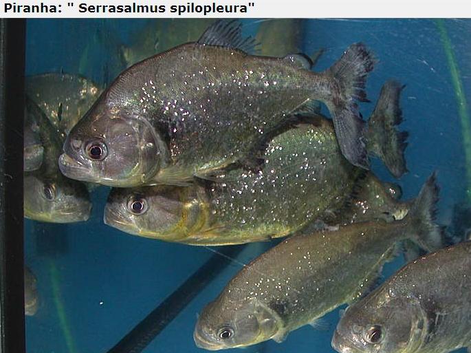 A lot of Piranhas Imagem_piranha30