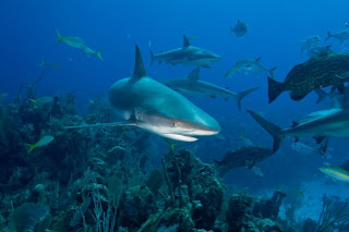 shark photo courtesy of aquaticescapes.com