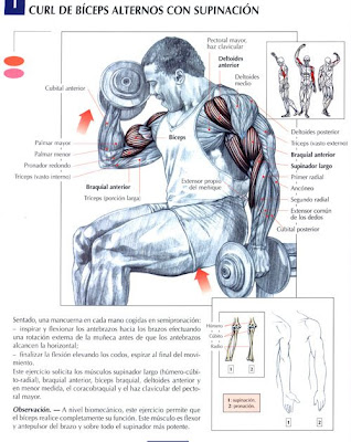 Ejercicios Para Biceps ejercicios para el abdomen. Ejercicios Para Biceps