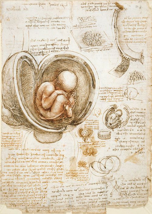 [Da+Vinci+-+Foetus+in+Womb.jpg]