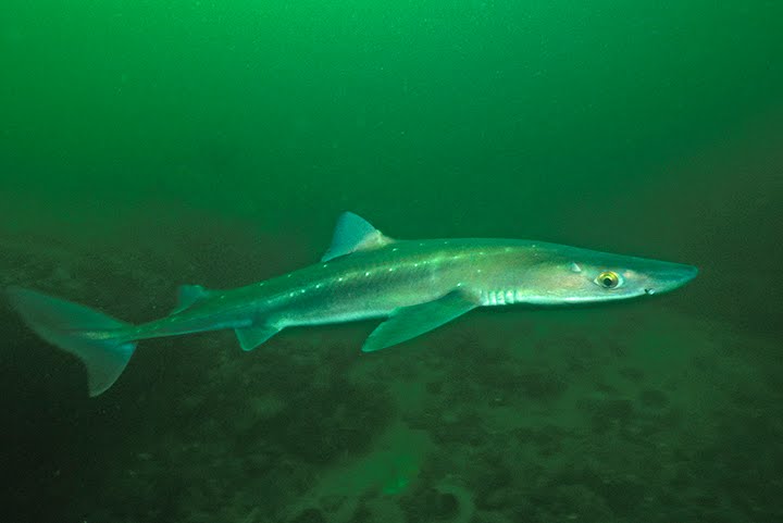 Spiny+dogfish+shark+aquarium
