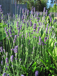 En duft av sommerlig lavendel