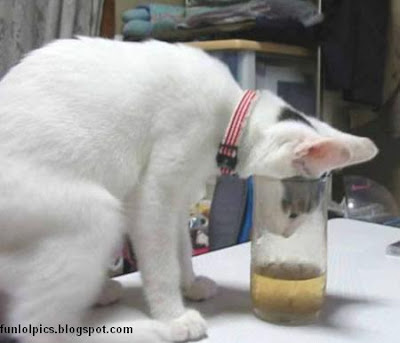 Fun Lol Pic's: Very Funny Animal Pics