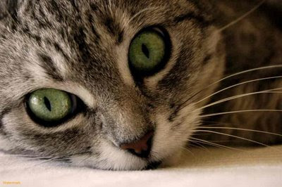 Green-Cat-Eyes-1.jpeg