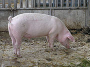 180px-Sus_scrofa_scrofa.jpg