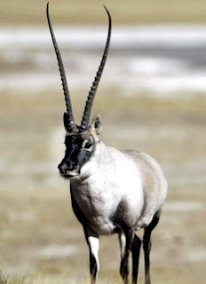 Tibetan_antelope_01.jpg