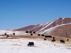yaks on hillside