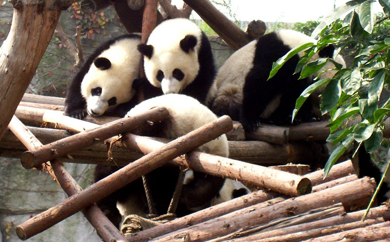 loads of baby pandas!