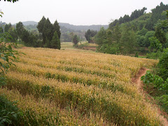 terraced fields, Pi Pa Yuan