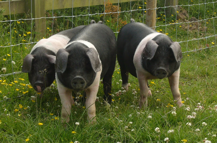 three little piggies