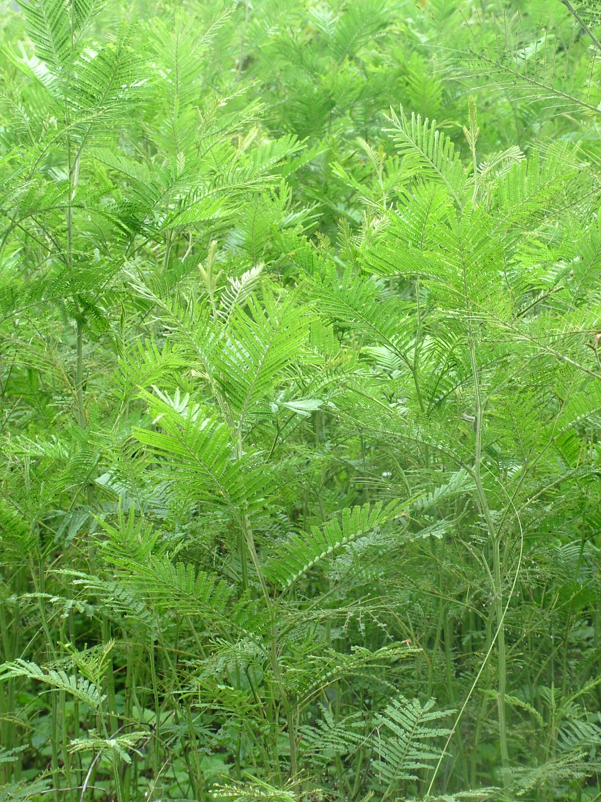 black wattle tree