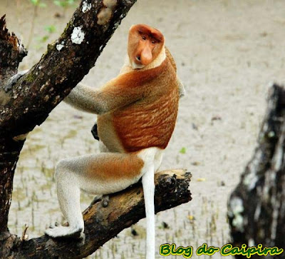 mico leão macaco encontrado na amazonia