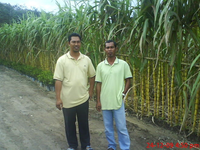 lawatan ke ladang daeng